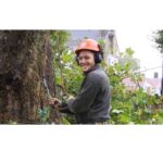 Tree Surgeons Southend