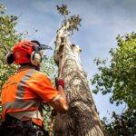 What Should Be Noticed In Tree Surgeons