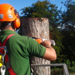 What Practices Are Being Performed By Certified Tree Surgeons?