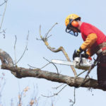 Absolute Guide To Hire The Best Tree Surgeons In Essex