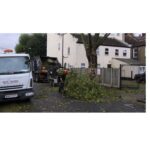 Tree Surgeons Dulwich