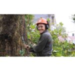 Tree Surgeons Bromley