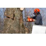 Tree Surgeons Chelmsford