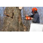 Tree Surgeons Dartford