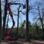 Tree Surgeons Enfield